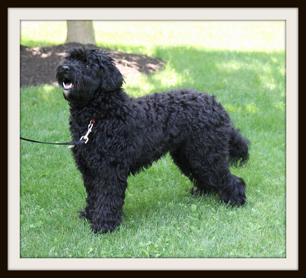 AnnaBlog! HAZEL MAE X TANGO WOOL BO DIDLEY UPDATE!!!