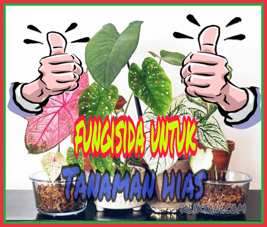 3 Fungisida Untuk Tanaman Hias Yang Paling Baik Kliktani Com