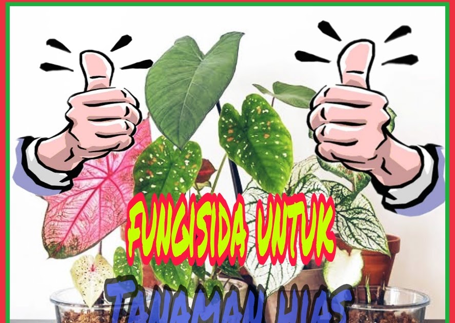 3 Fungisida Untuk Tanaman Hias Yang Paling Baik Kliktani Com