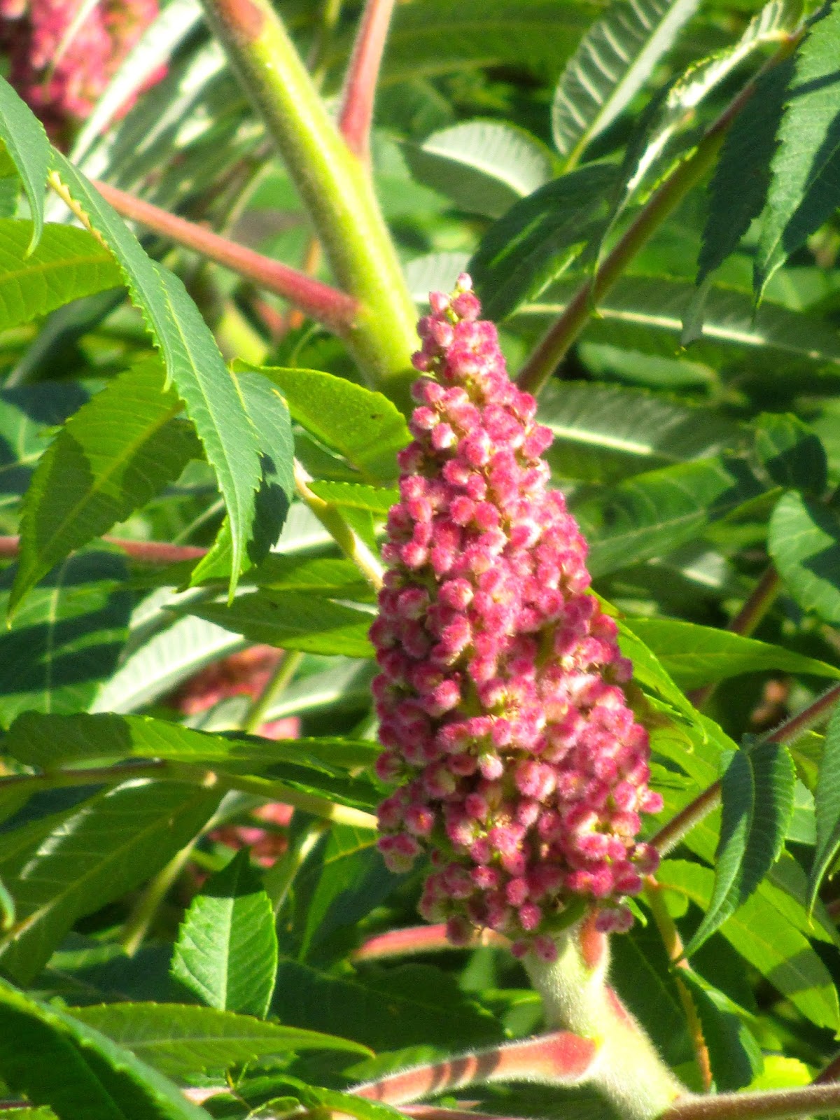 Art's Bayfield Almanac SUMAC IS FLOWERING