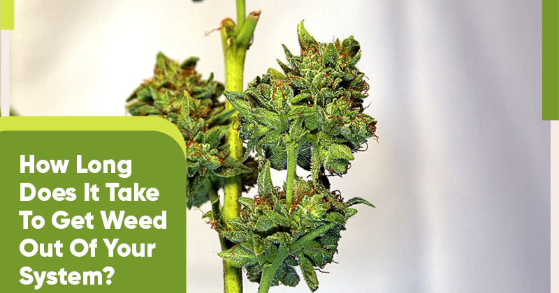 How Long It Takes To Get Weed Out Of System