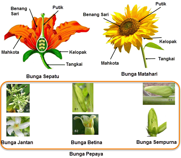 Terkeren 28 Gambar  Bunga  Matahari Dan  Bagian  Bagiannya  