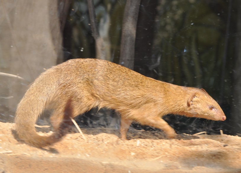 ZOOTOGRAFIANDO (6.100 ANIMALS) MANGOSTA ESBELTA / COMMON SLENDER