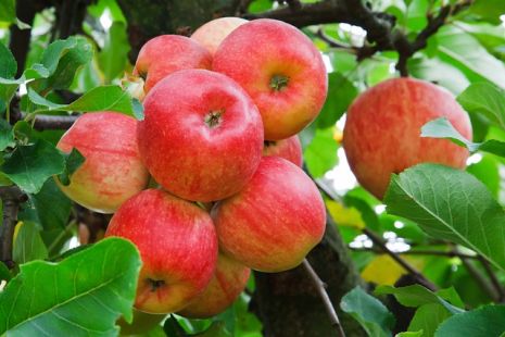 تفسير حلم رؤية التفاح في المنام لابن سيرين