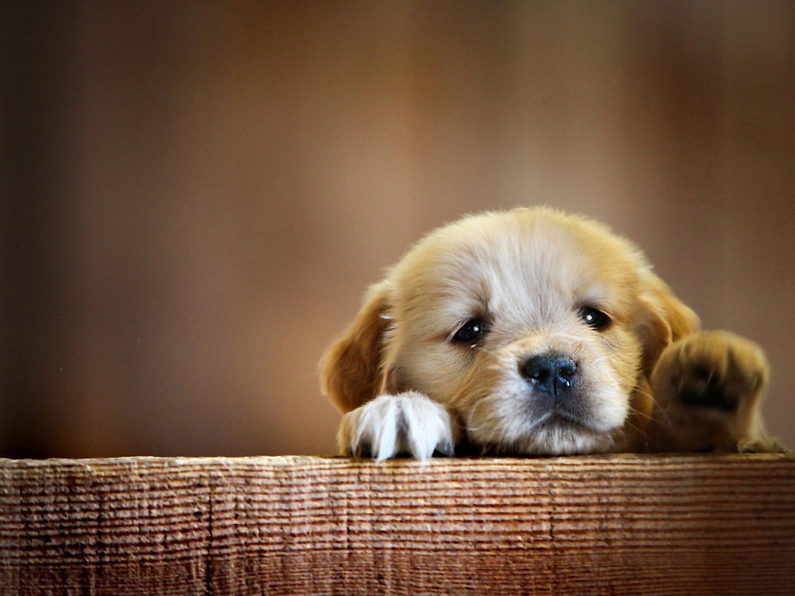 Köpek HD Geniş Ekran Duvar Kağıtları HD Duvar Kağıtları