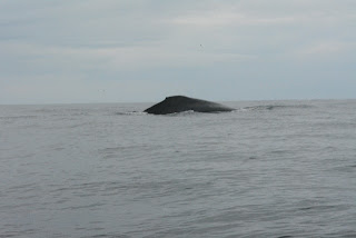 Walbeobachtung in der Nähe von Samara, Costa Rica
