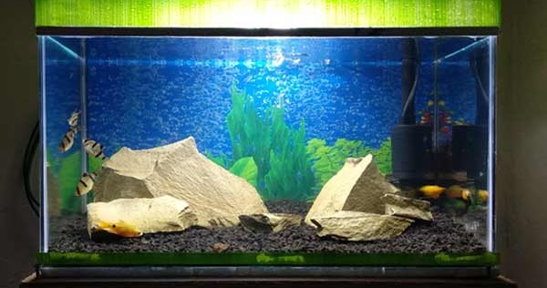 6 Penyebab Akuarium Kamu Cepat Keruh Dan Kotor