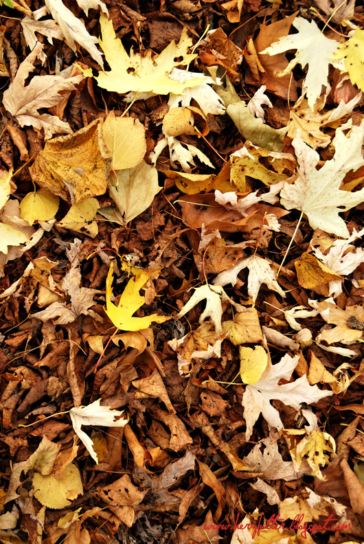 Herzfutter Food Blog Oktober 2012