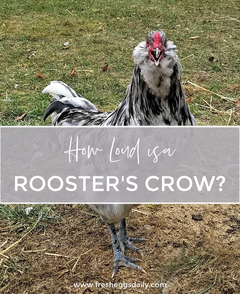 How Loud is a Rooster's Crow? Fresh Eggs Daily® with Lisa Steele