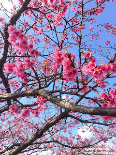 Cherry blossoms