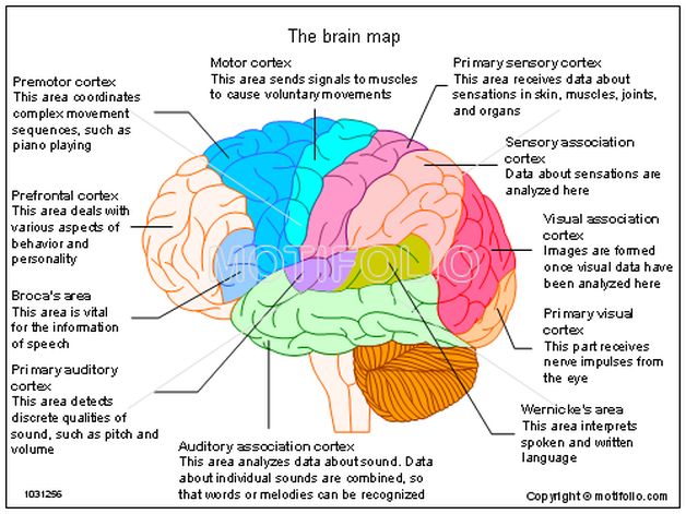 Brain zones. Brain Mapping. Brain Map function. Брейн карта. Язык и мозг.