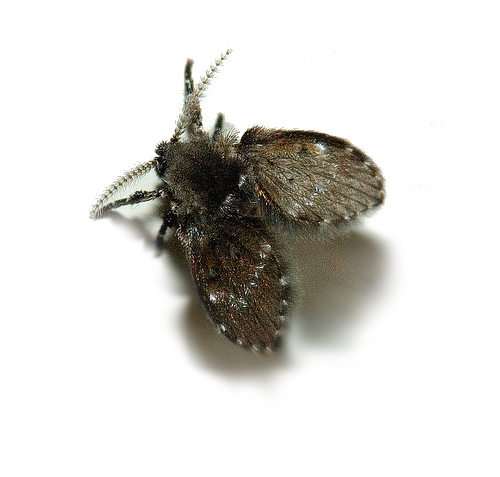 how to kill house flies in kitchen how to kill house flies in kitchen