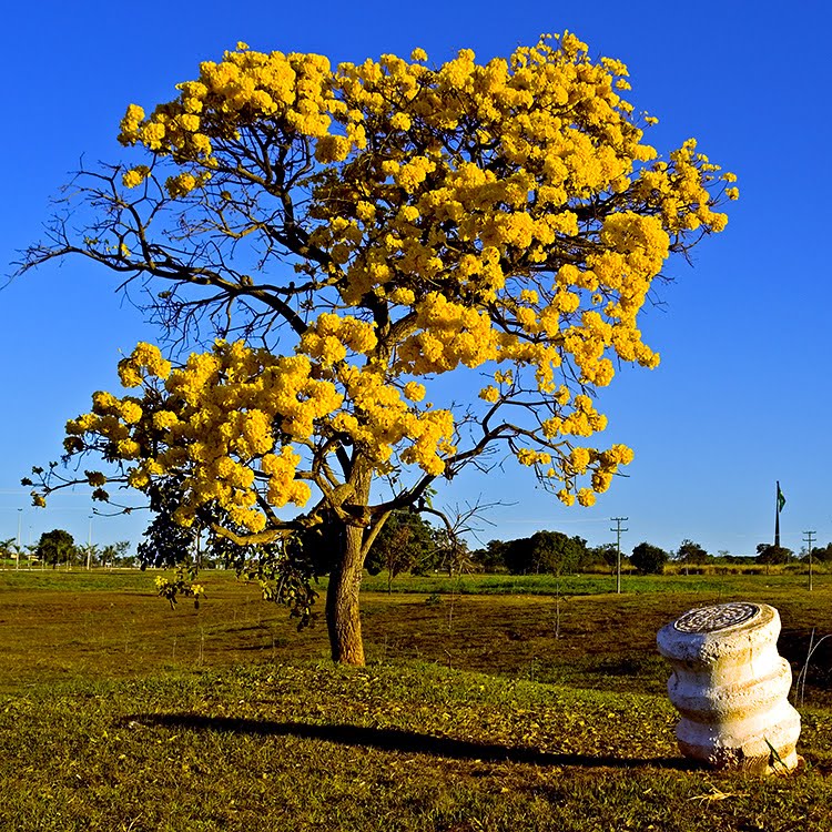magiadailha IPÊAMARELO A FLOR SÍMBOLO do BRASIL. magiadailha IPÊAMARELO A FLOR SÍMBOLO do BRASIL.