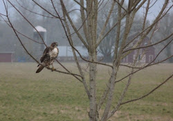 rainy birds flycatcher