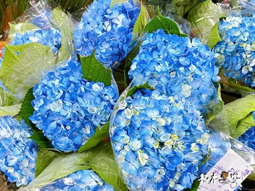 台北陽明山花季｜竹子湖賞海芋｜每年3-4月間