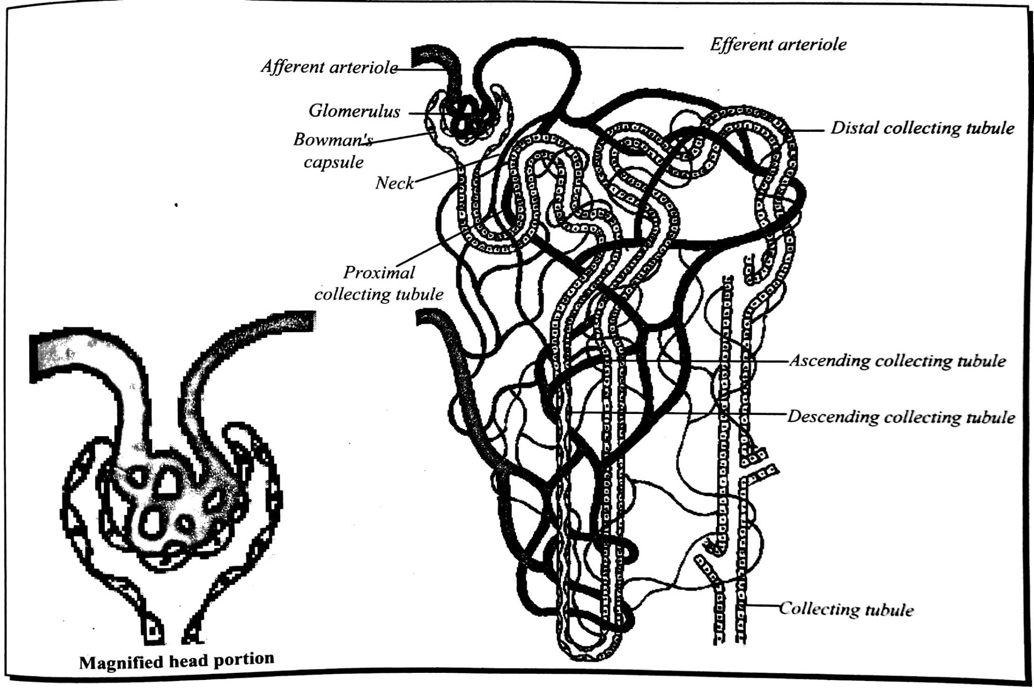 What are kidneys made up of ? Components of Nephron Ascent up