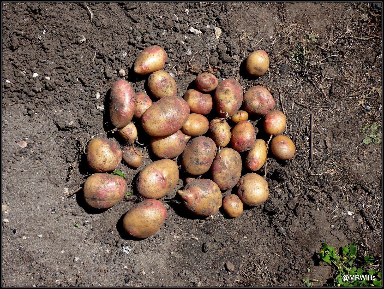 Mark's Veg Plot Harvesting Maincrop potatoes