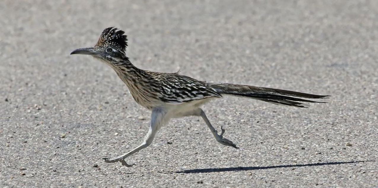 The Guzzler Why do roadrunners disappear from the desert each winter?