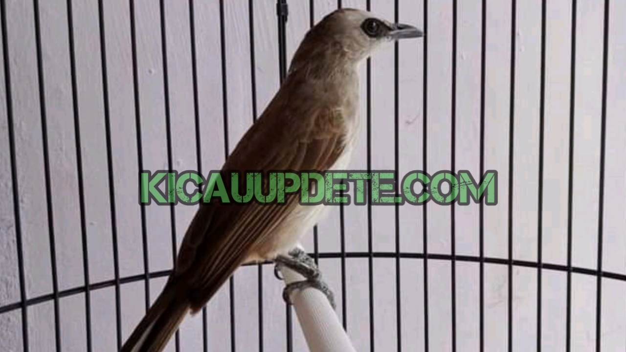 Makanan Trucukan Agar Cepat Gacor Dan Ropel kicau update