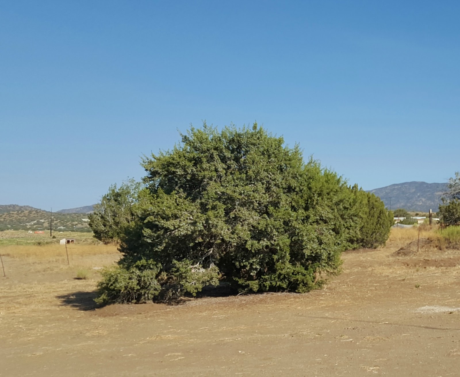 Desert Canyon Living The Old Juniper Tree and Me
