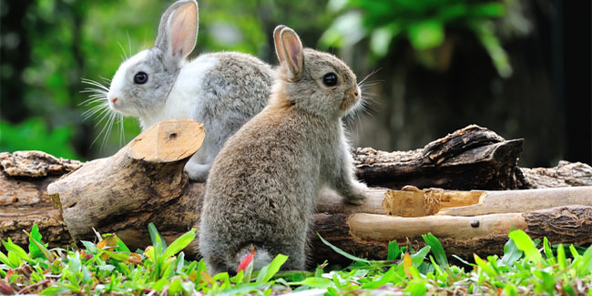 Dk S Diary Cara Berkembangbiak Kelinci