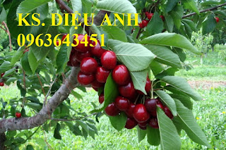 Cung cấp cây giống, cây trưởng thành cherry anh đào, cherry Mỹ, cherry Brazil, cherry nhiệt đới xịn Cung cấp cây giống, cây trưởng thành cherry anh đào, cherry Mỹ, cherry Brazil, cherry nhiệt đới xịn