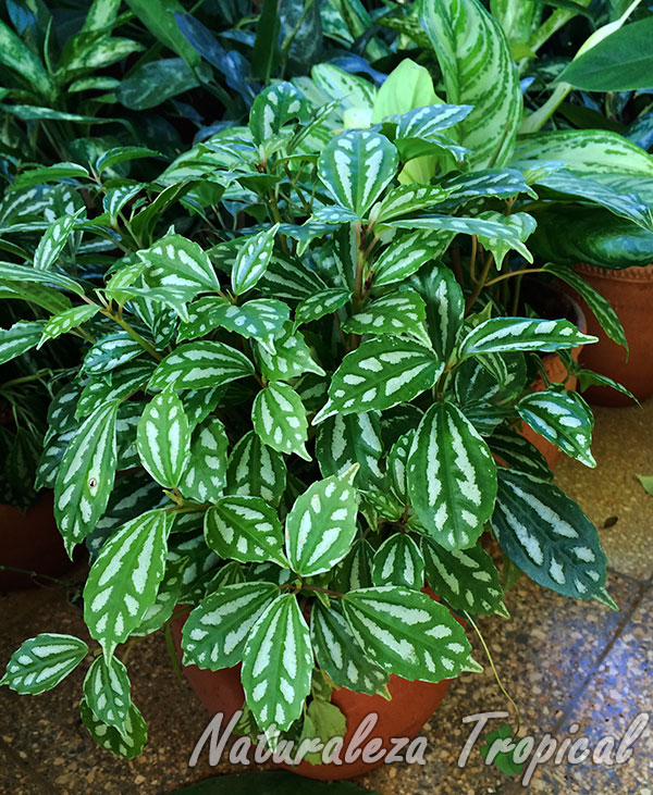 Planta del género Pilea en maceta