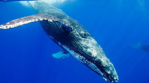 Blue whale General knowledge hindi