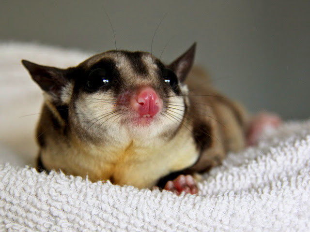 sugar glider untuk pemula