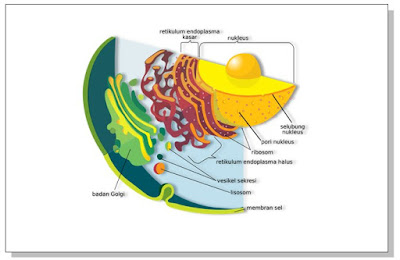 Pengertian Retikulum Endoplasma, Struktur Serta Fungsi Retikulum Endoplasma