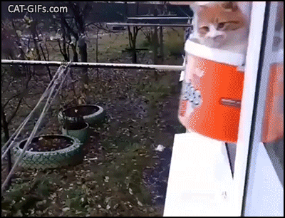 Funny Cat GIF • Some cats are so fancy, they have their own personal elevator. Precious cargo Funny Cat GIF • Some cats are so fancy, they have their own personal elevator. Precious cargo