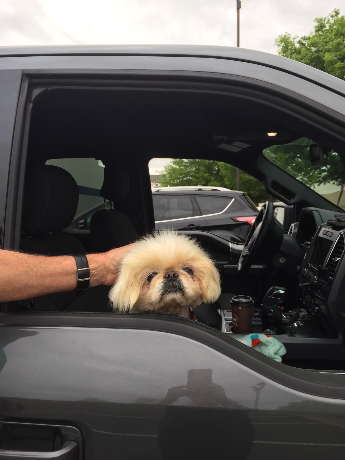 Must Love Pekes ACREDALE ANIMAL HOSPITAL MY VET