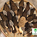 Morel Mushrooms Mystery | Mushroom Learning Center Kolhapur