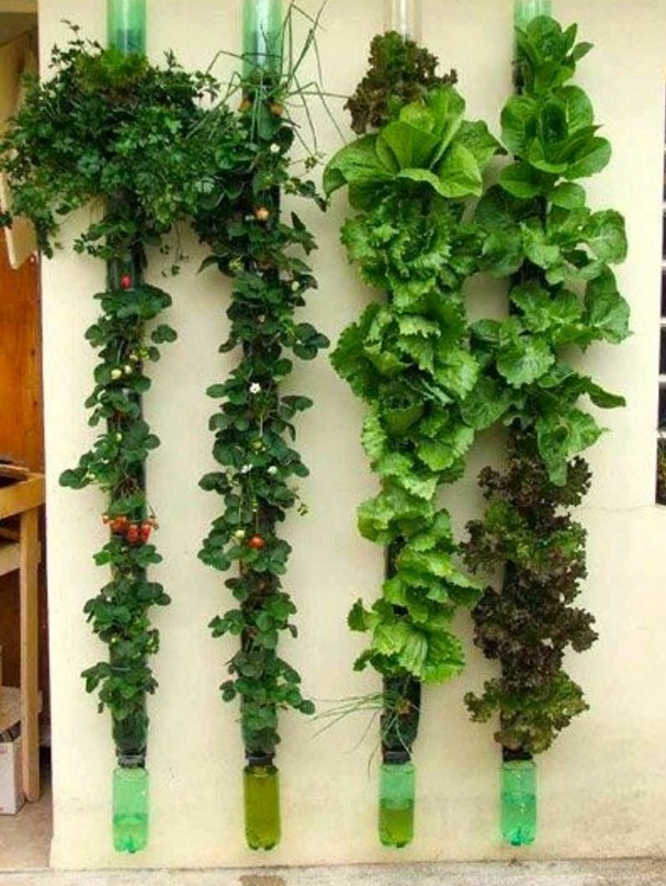 VERTICAL GARDEN JAKARTA : TANAMAN UNTUK TAMAN VERTIKAL MURAH
