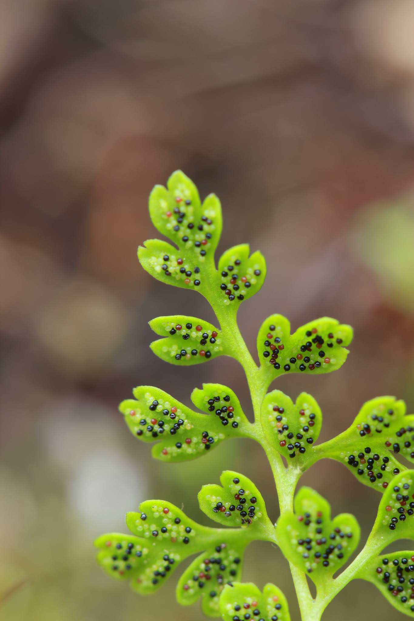 BotanikaSestao Anogramma leptophylla