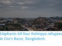 https://sciencythoughts.blogspot.com/2017/10/elephants-kill-four-rohingya-refugees.html