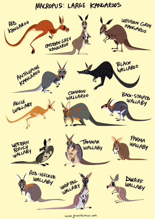 Wallaby Vs Kangaroo Vs Wallaroo