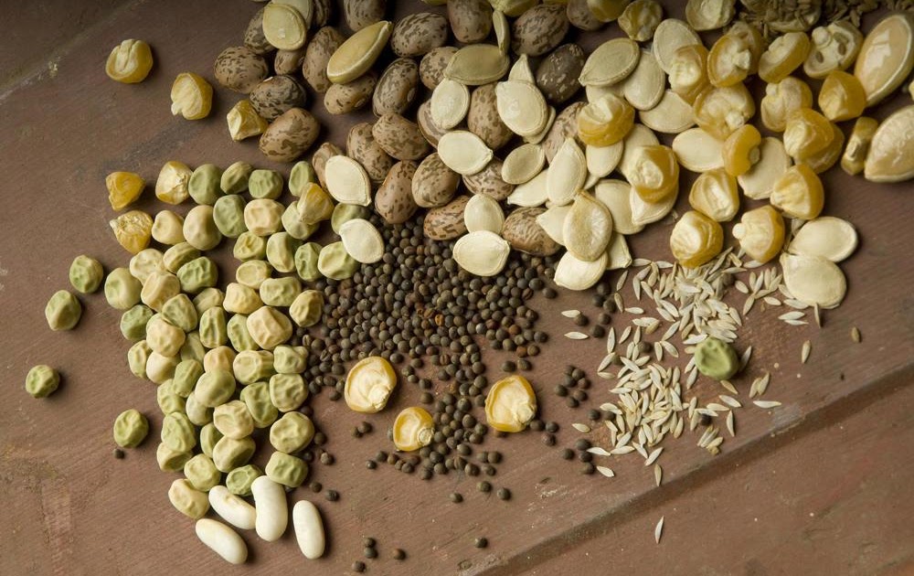 What are the best vegetable seeds to buy?