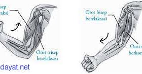 Seorang Pelatih Senam Sering Memperagakan Gerakan Membengkokkan Dan Meluruskan Tangan Mas Dayat Seorang Pelatih Senam Sering Memperagakan Gerakan Membengkokkan Dan Meluruskan Tangan Mas Dayat