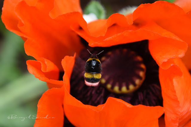 Hummel fliegt auf Mohnblüte