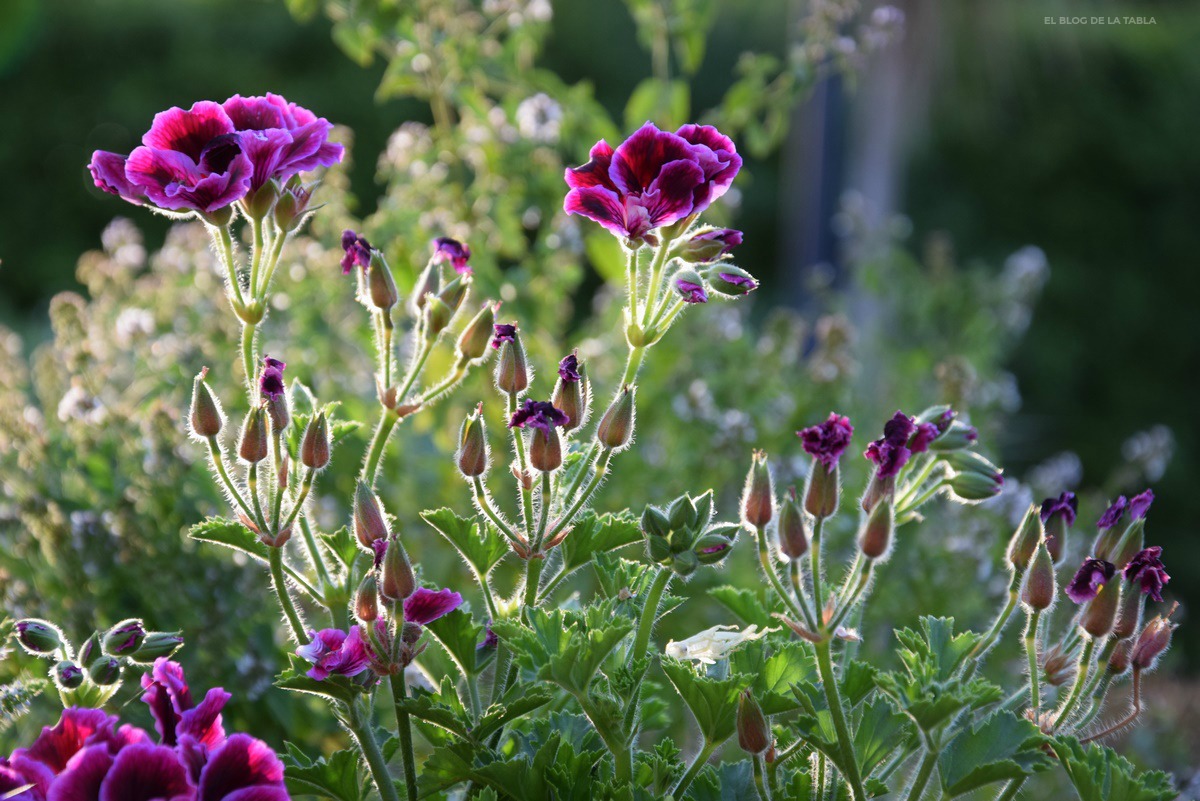 Plantas Jardines Y Flores Que Cierran Septiembre En Mi Instagram