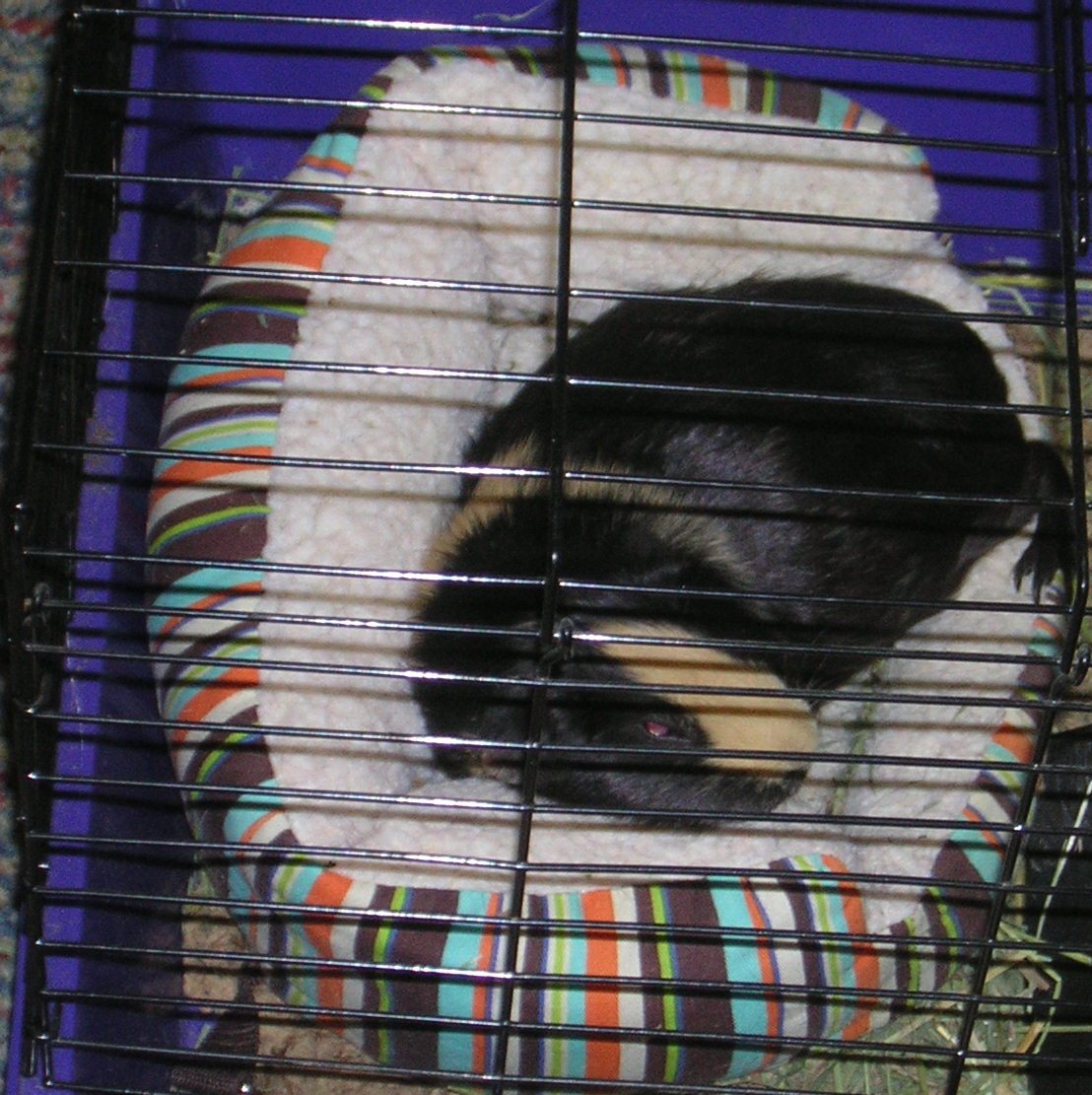 Cavy Savvy A Guinea Pig Blog When Do Guinea Pigs Sleep?