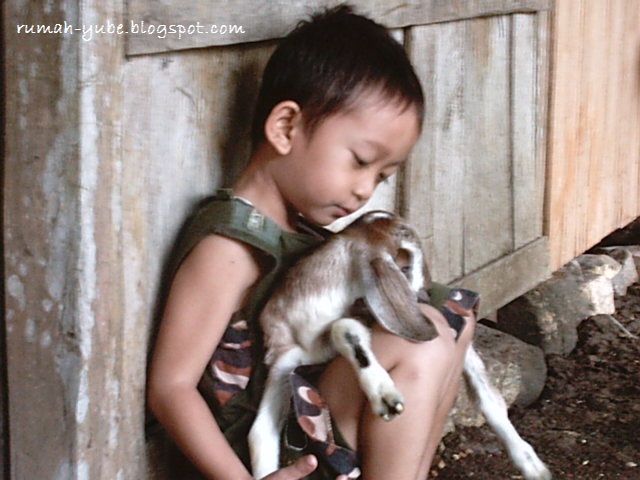 jalan-jalan ke pacitan bermain bersama anak kambing