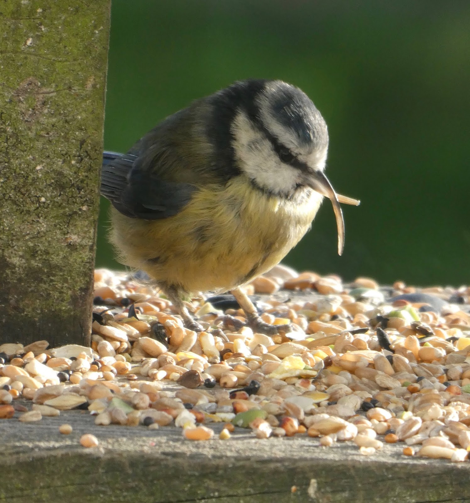 What's cooking? Edward Scissor Beak....and deep in a cave