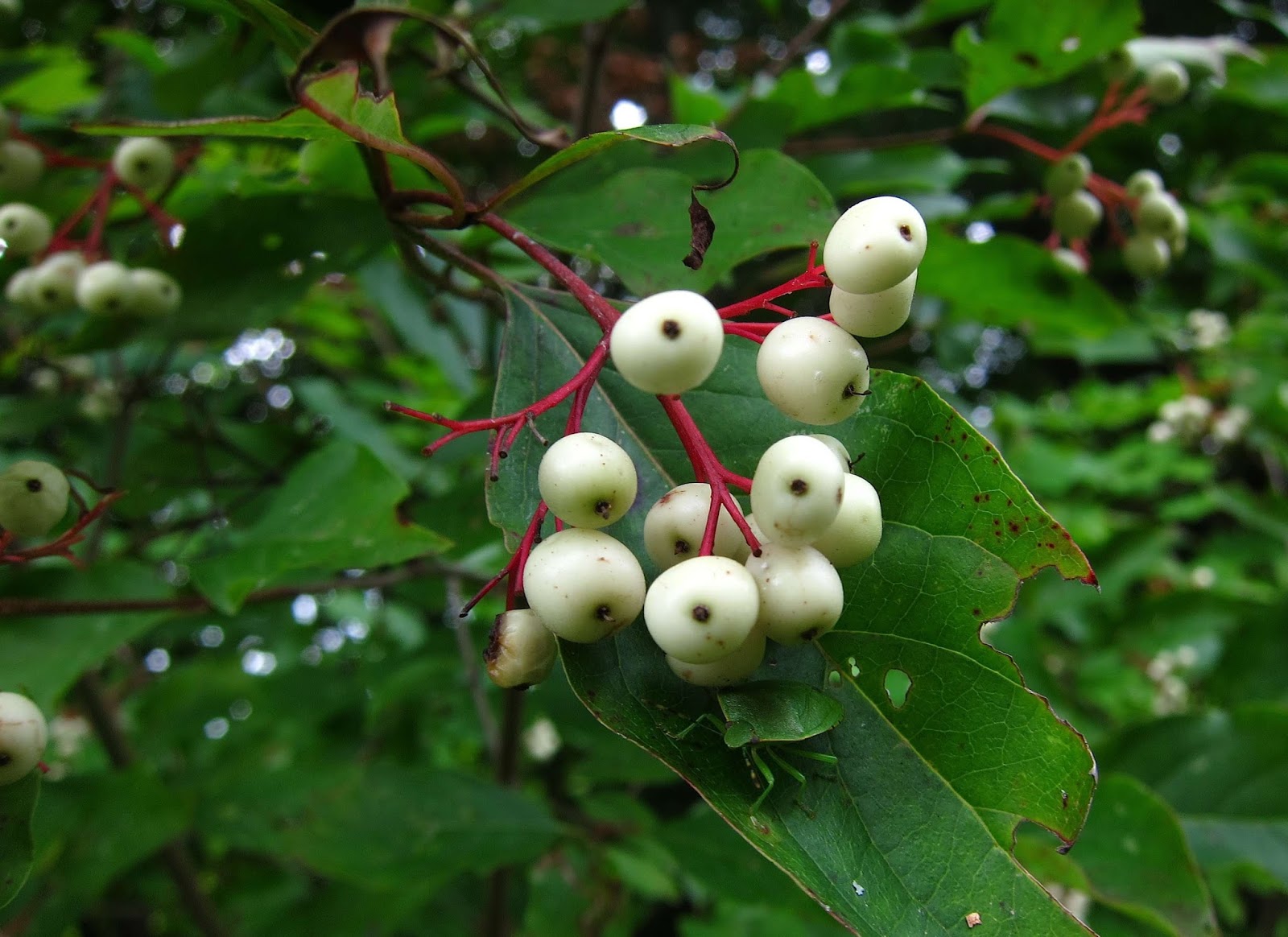 Saratoga woods and waterways Fall Color, Late Summer