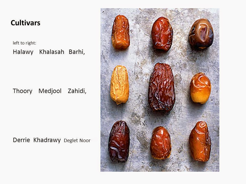 HEALTH COACH Dates An Ideal Staple Food