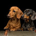14 Reasons Why Dachshunds Make Your Life More Awesome