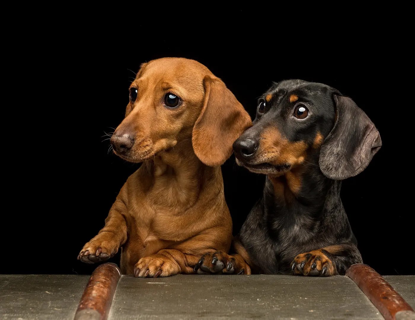 14 Reasons Why Dachshunds Make Your Life More Awesome