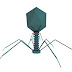 Pokok Materi Virus Pada Pelajaran Biologi Tingkat SMA Kelas X 