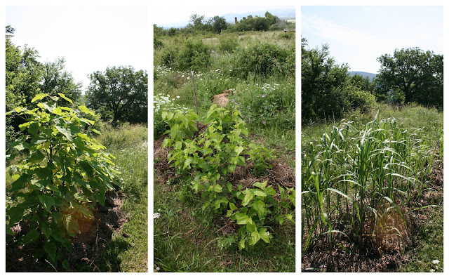 Biomass Plants And Garden Wildlife The Permaculture Research